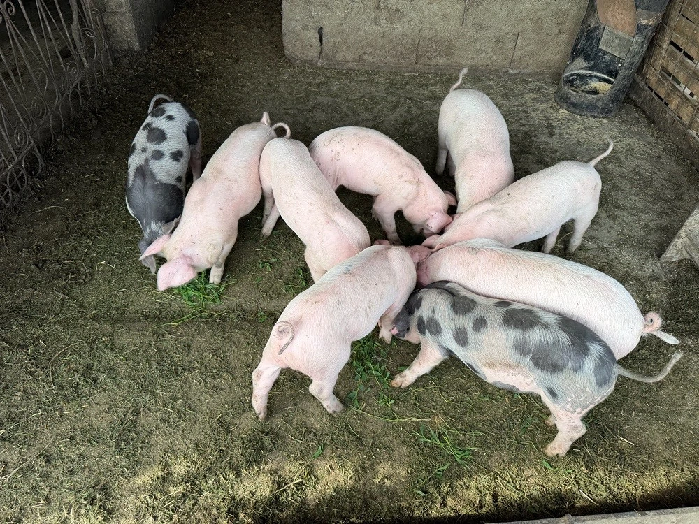 purcei de vânzare 