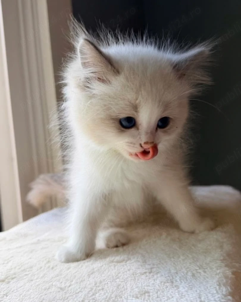 Ragdoll jucauss 