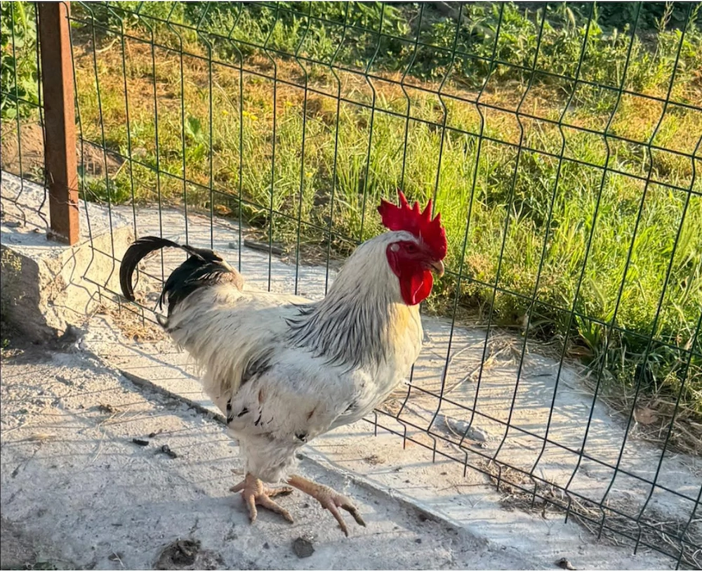 Cocoși de vânzare!