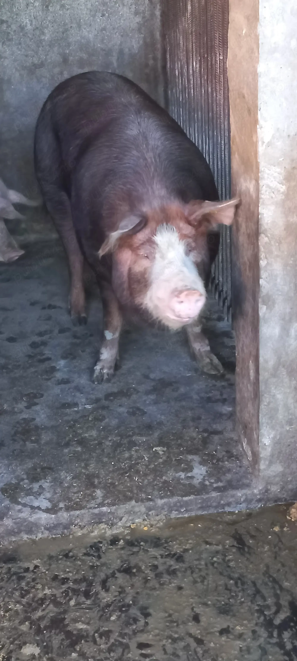 Vând porc aprox 160kg