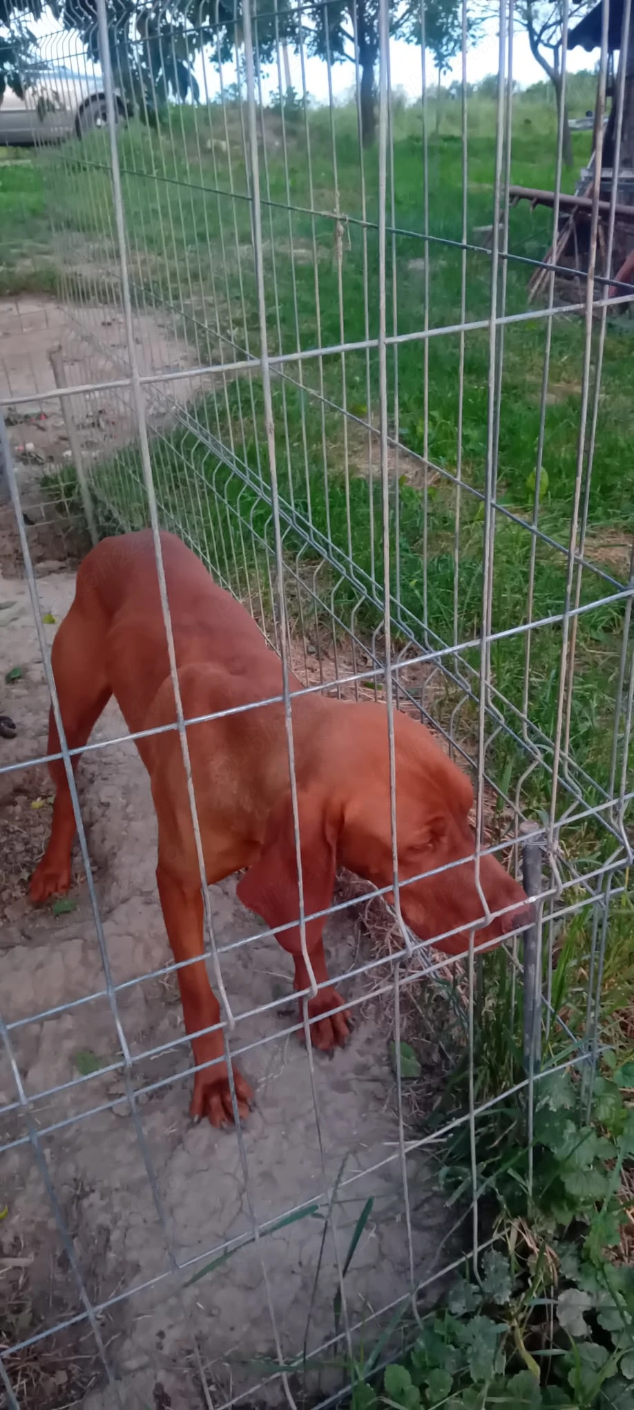 Vând  Vijlă maghiară 