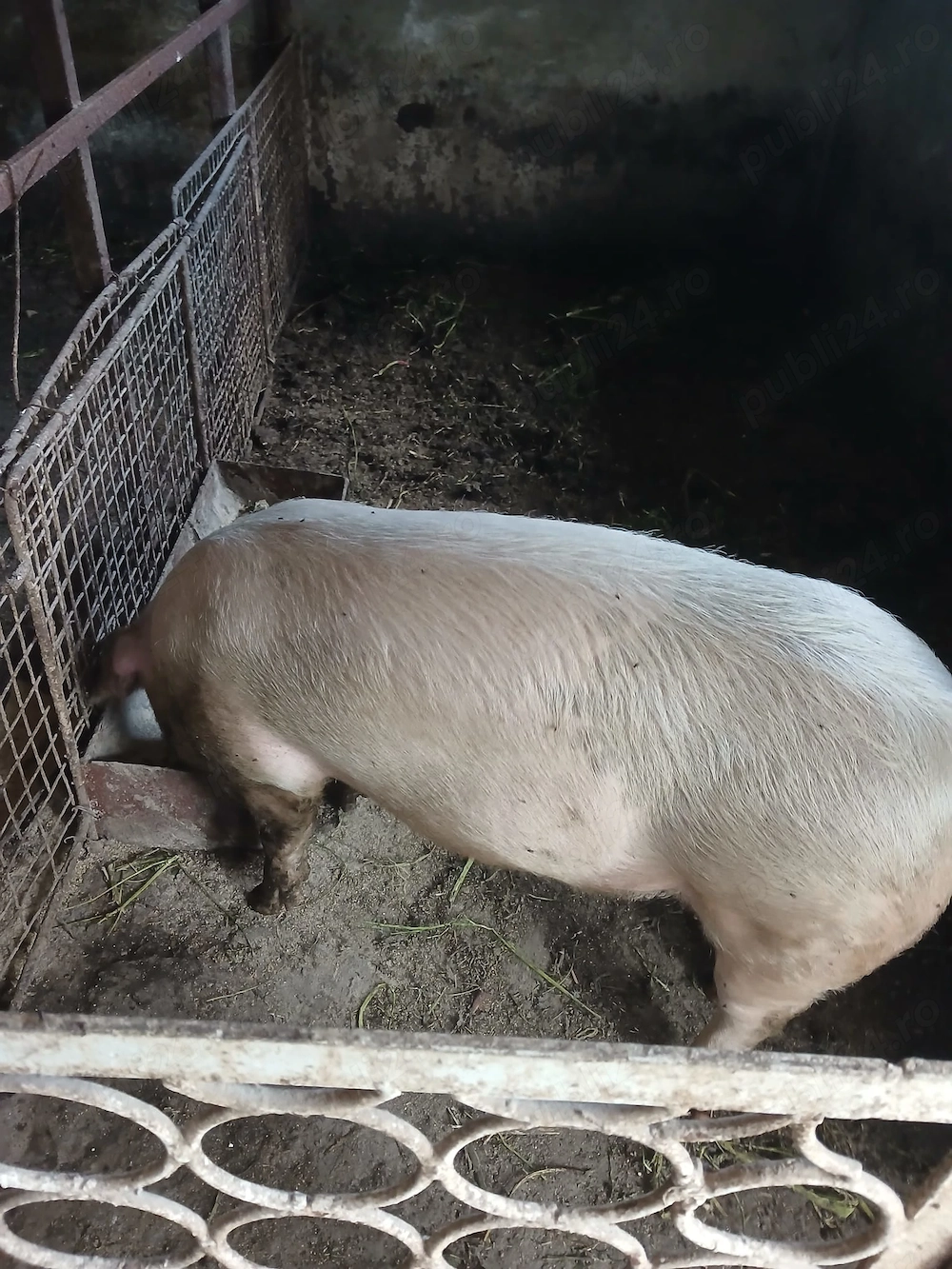 Vând porci de carne 