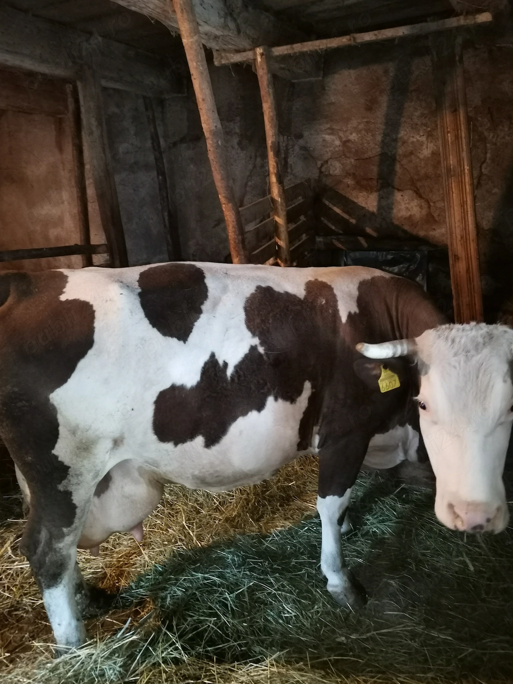 Vând vaca cu vițel albastru belgian