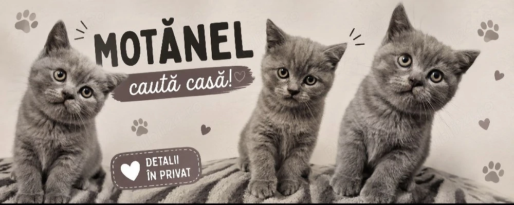 Motan British Shorthair 