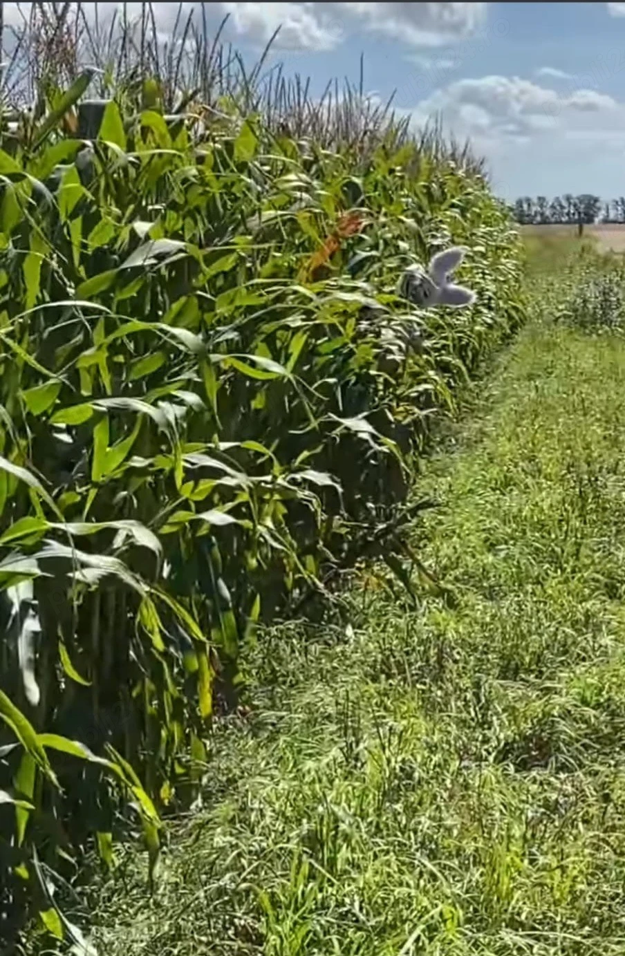 teren agricol 