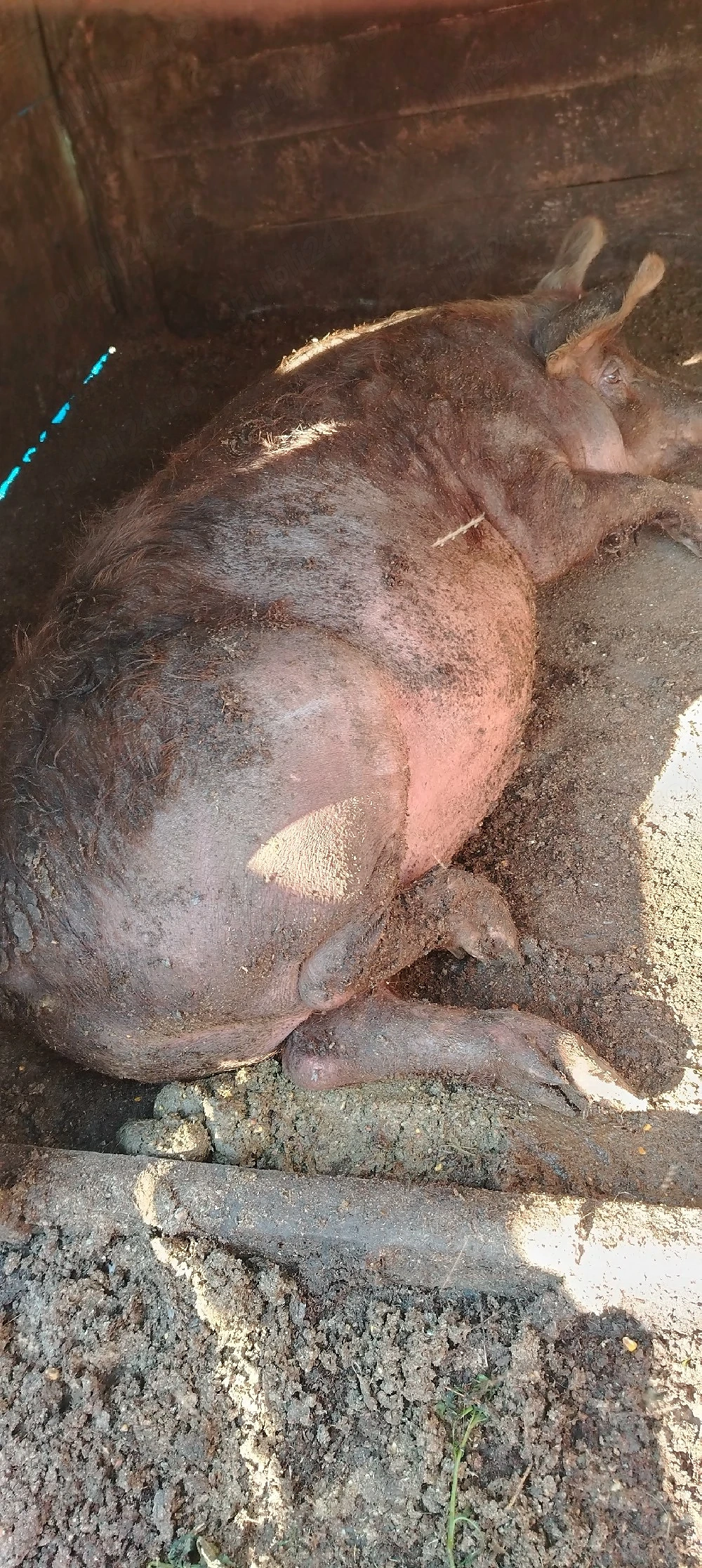 Vând porc castrat duroc 100 kg 17 lei în viu   jud Iași Holboca crescut în curte natural 