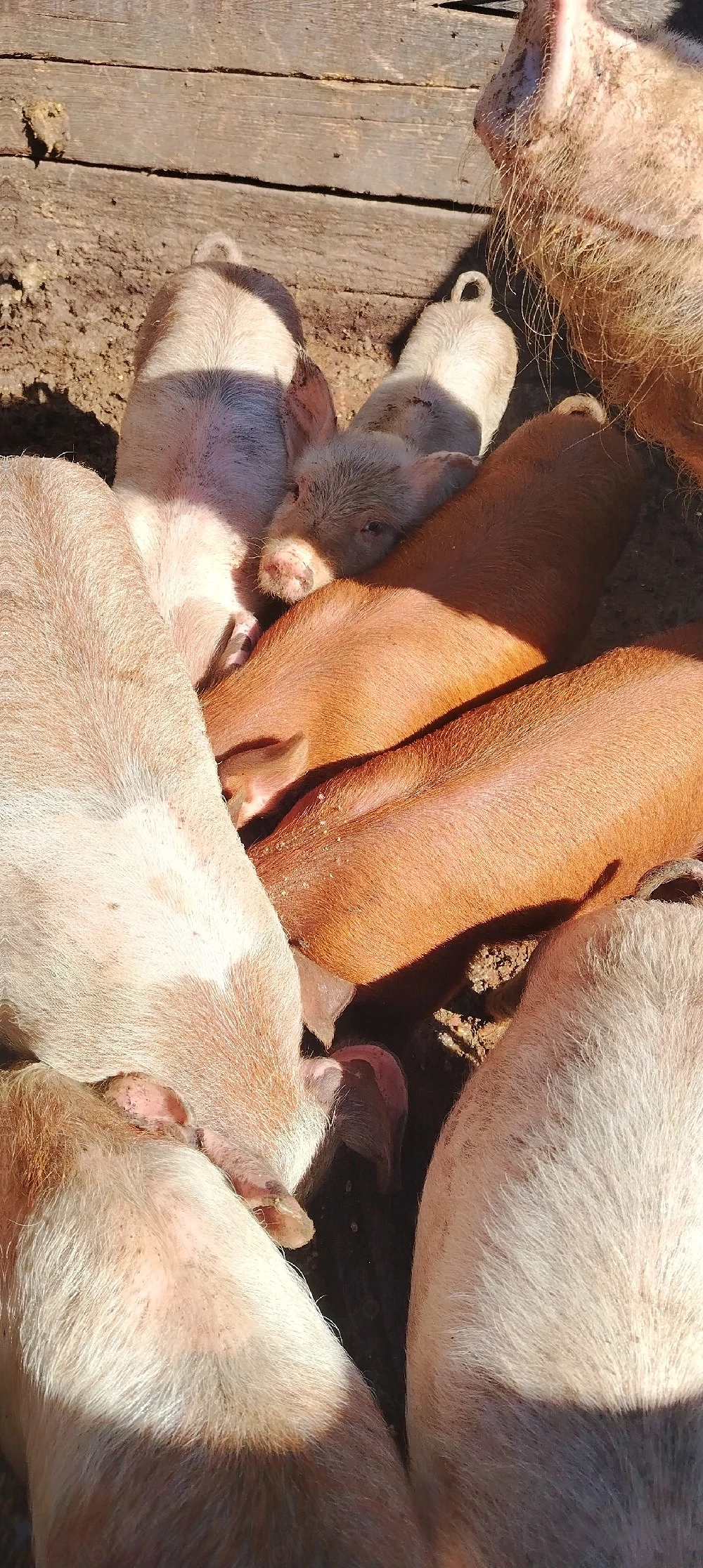 Vând purcei duroc 8 săptămâni 500 lei bucata   Iași Holboca crescut în curte natural 