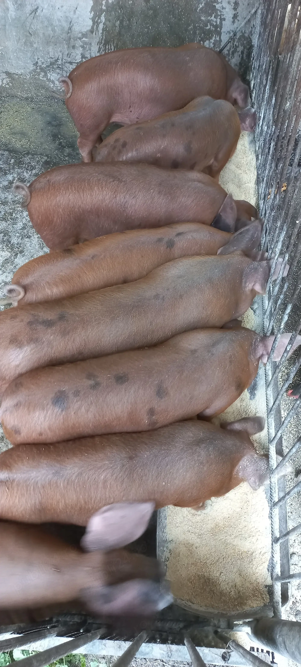 Vând 4 purcei de 9 săptămâni !!!