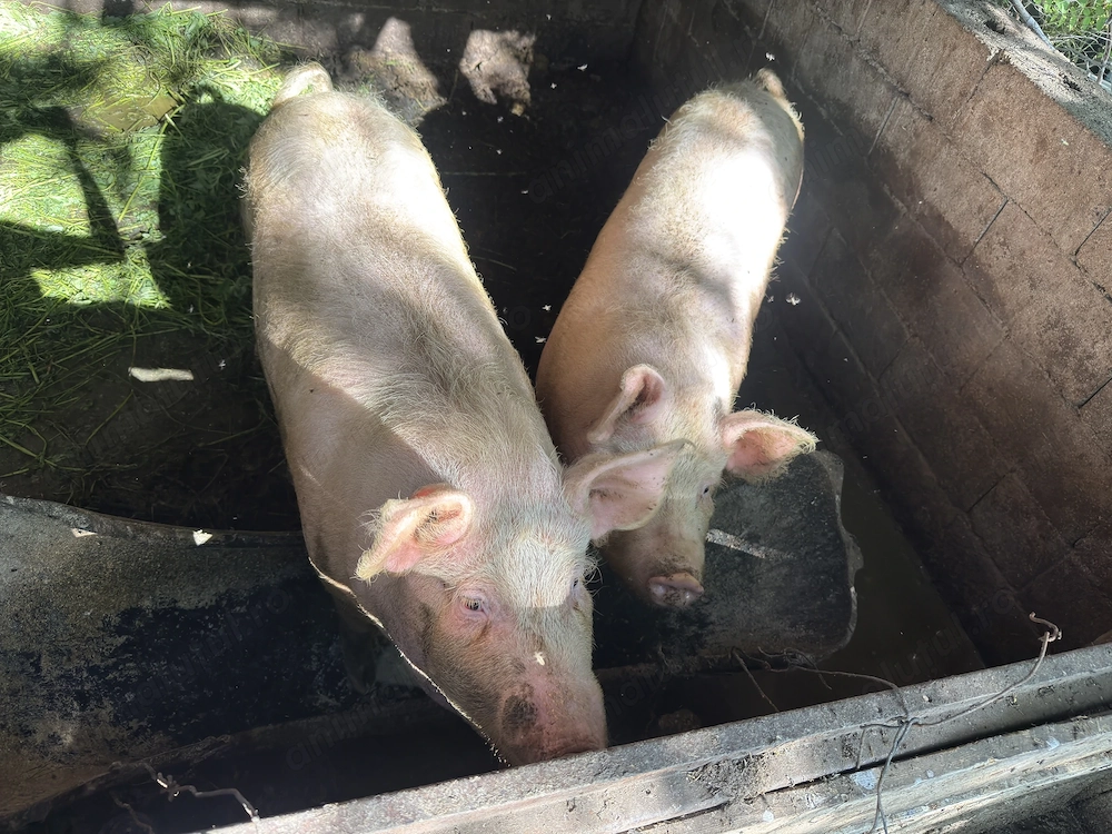 Porc purcele 150kg