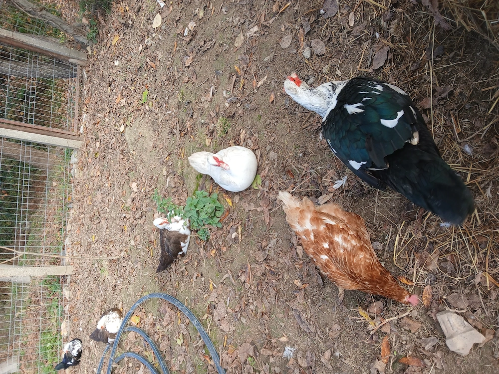 Rate mute si 2 cocosi de vanzare