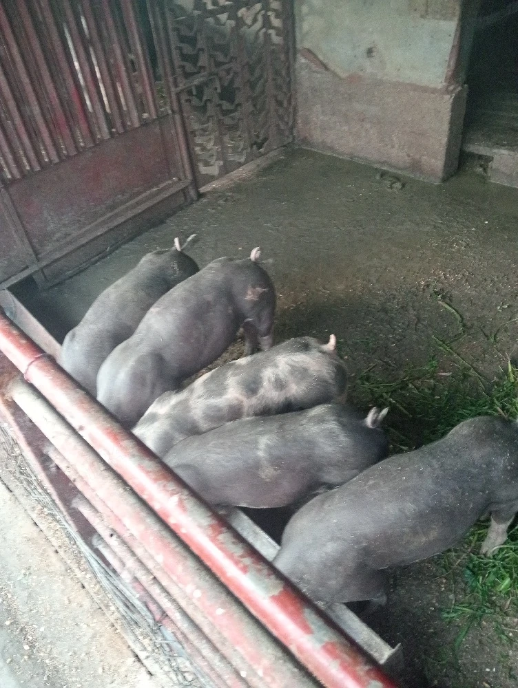 Purcei de vânzare 