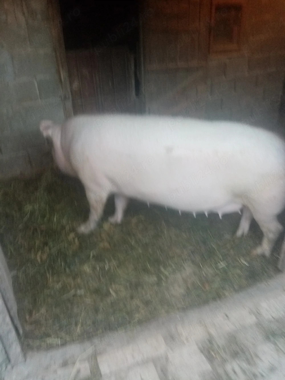 Vând porci aproximativ de 250 de kg preț 10 RON pe kg 