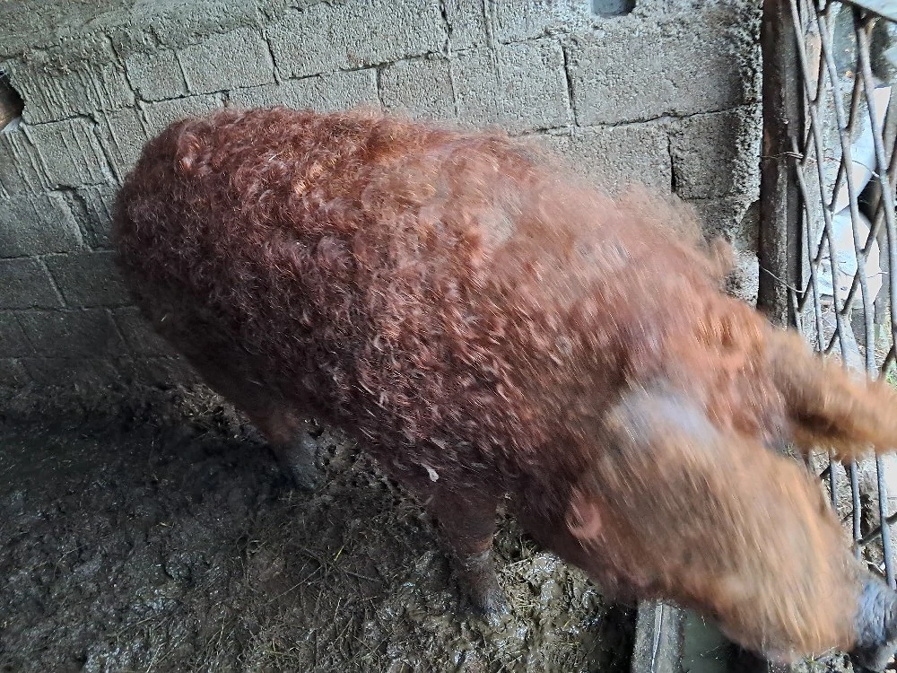 porc mangalita 180kg
