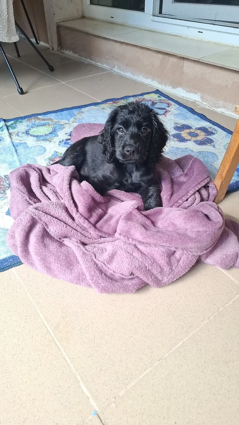 English cocker spaniel 3 luni