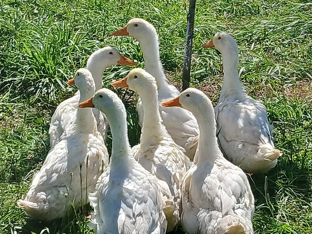 Boboci 7 buc rasa Pekin