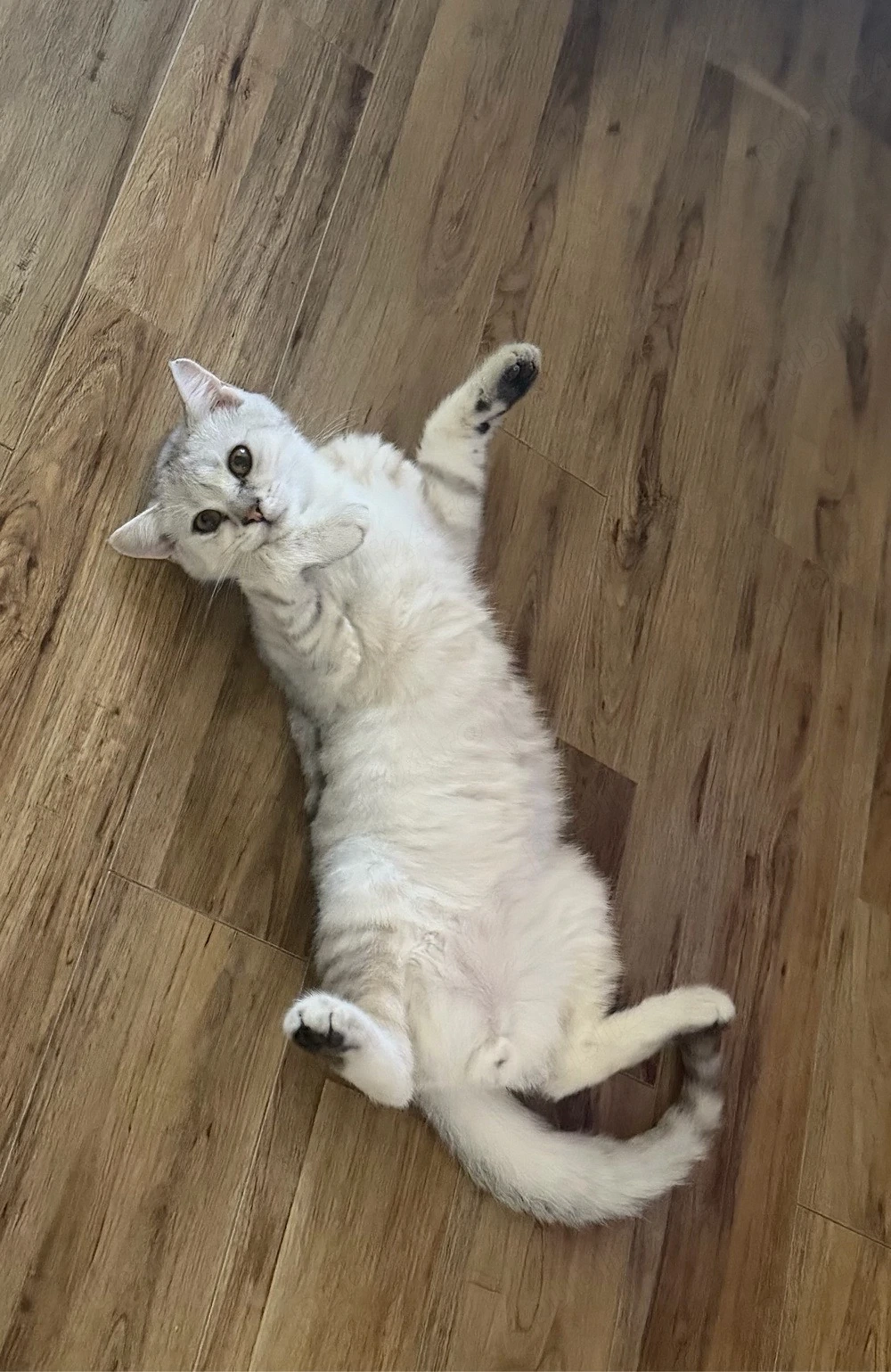 Pisica British Shorthair Silver
