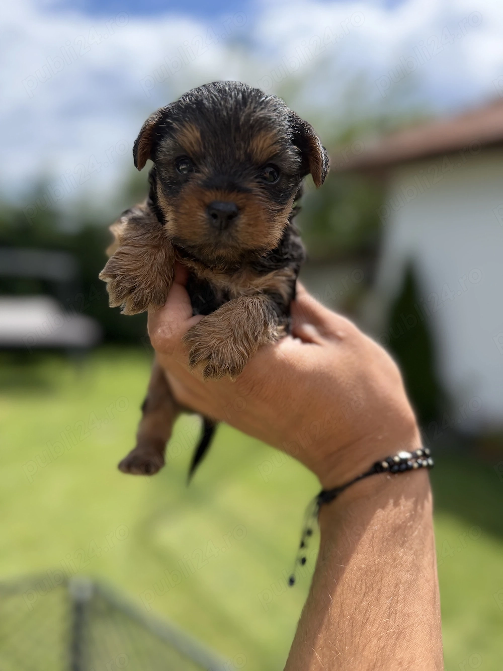 Yorkshire terrier baiat si fata