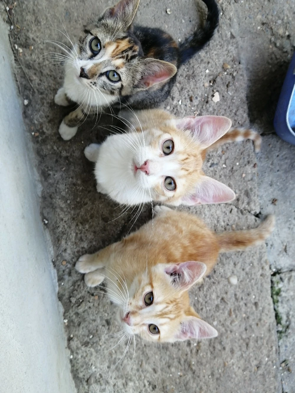 Dau spre adopție pui de pisica