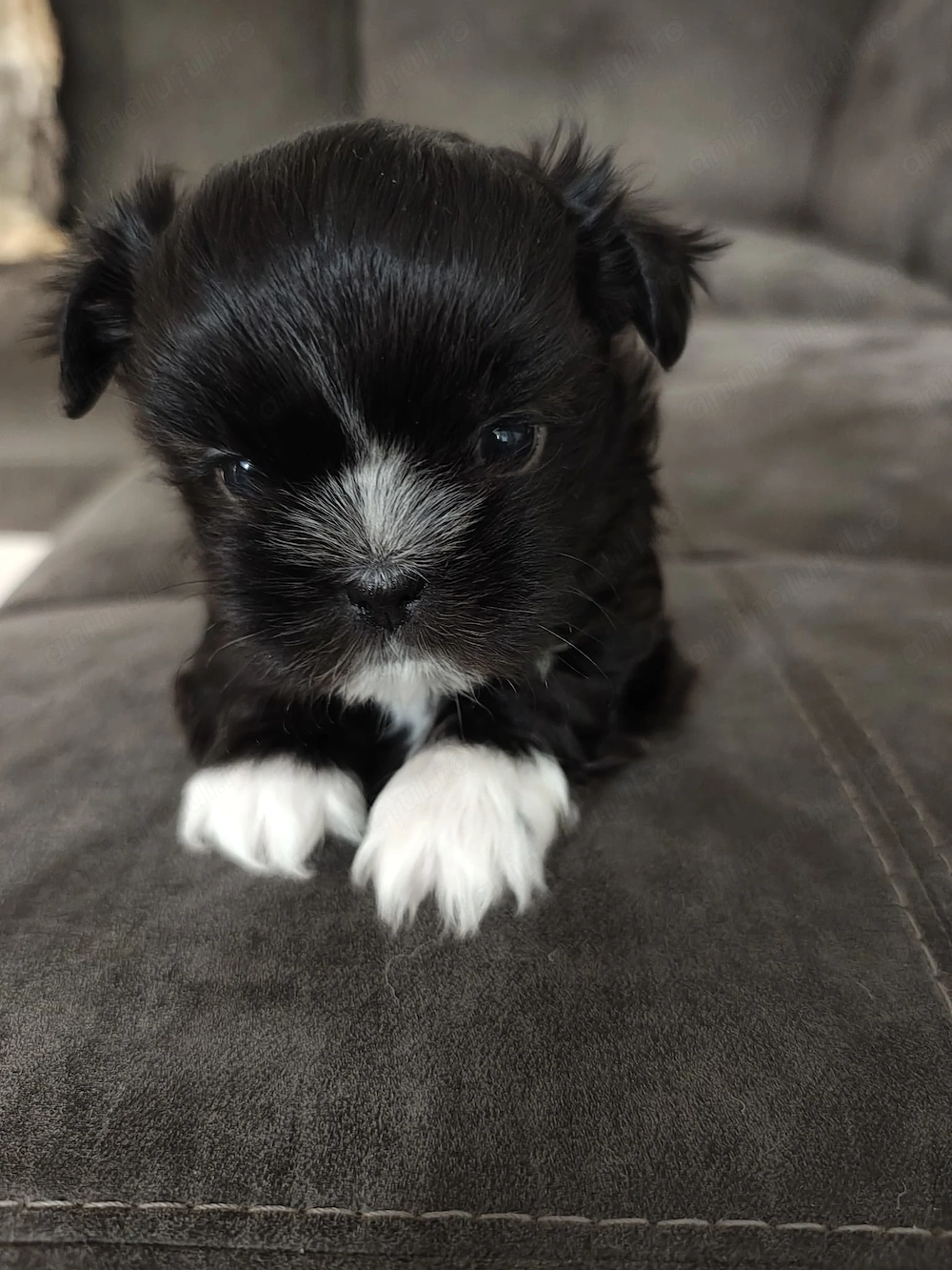 Vând cățel shih tzu