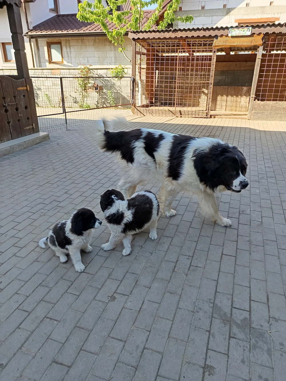 Vând pui Ciobanesc romanesc de Bucovina 