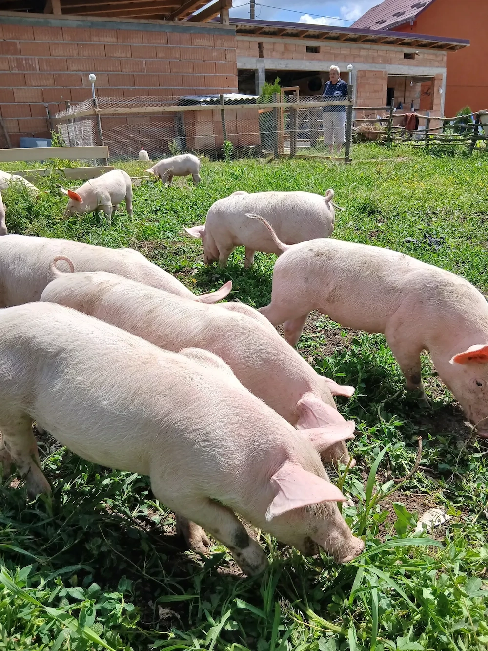 Purcei de vanzare albi 13 bucati disponibile de 9 saptamini si 8 pietrean belgian de 5 saptamini