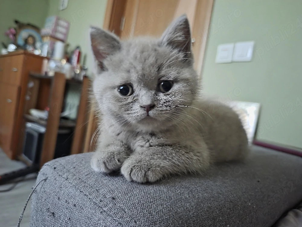 British shorthair  