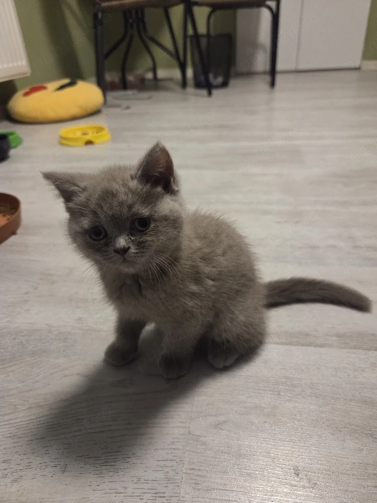 Brittish shorthair 