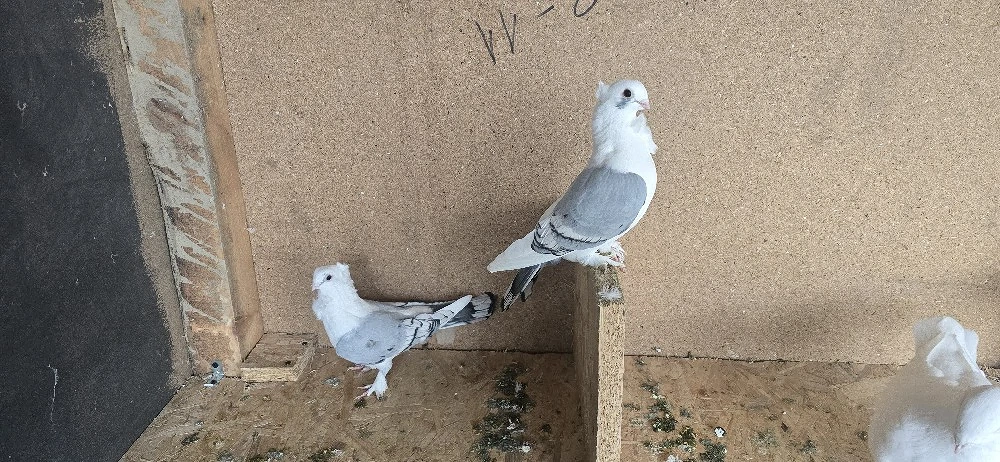 porubei de ornament 