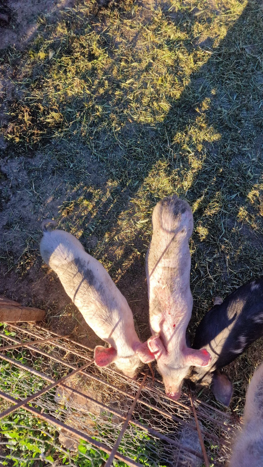 Purcei Landrace 10 saptamani intarcati 