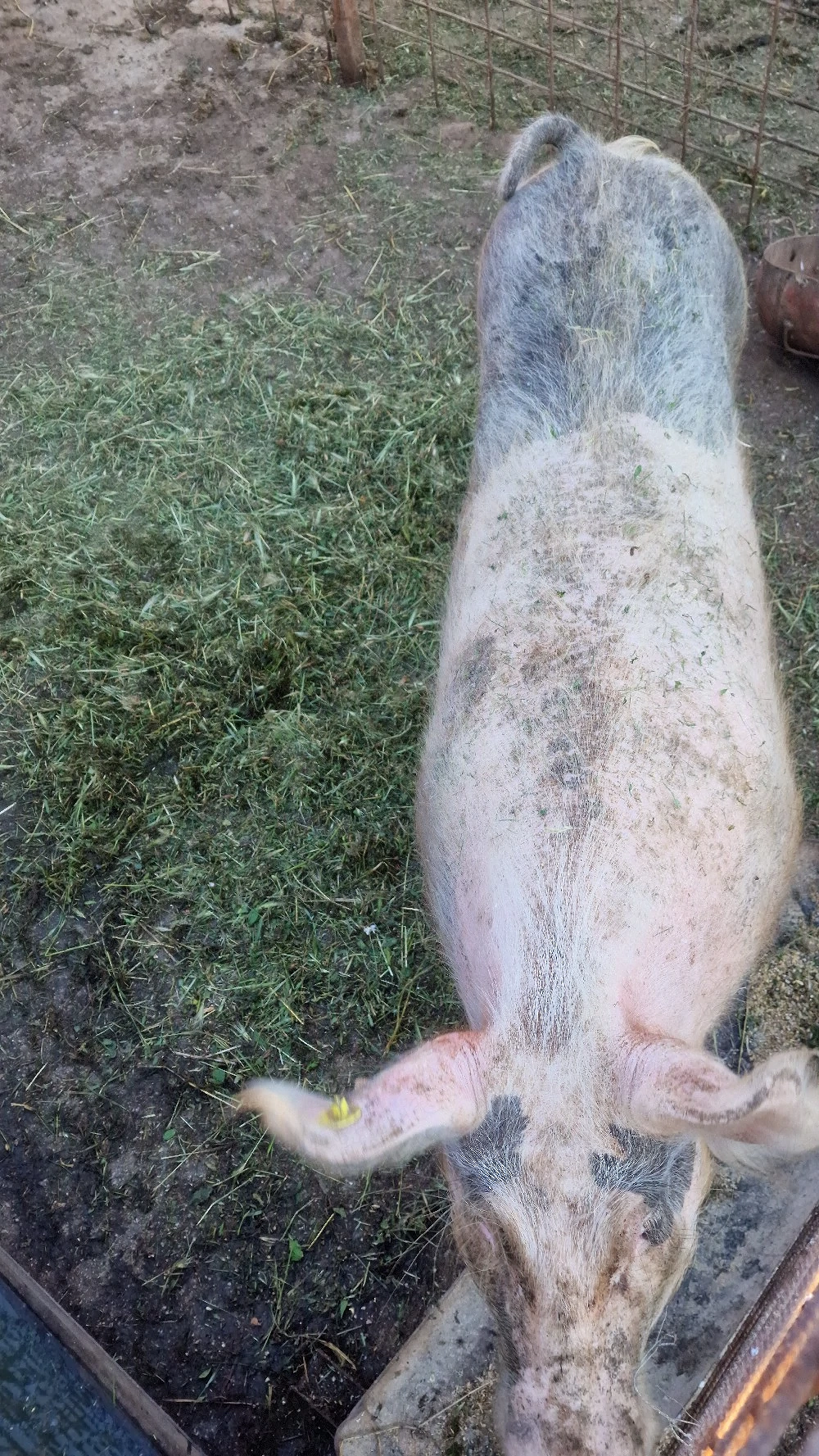 Scroafa gestanta, gata sa fete, Landrace