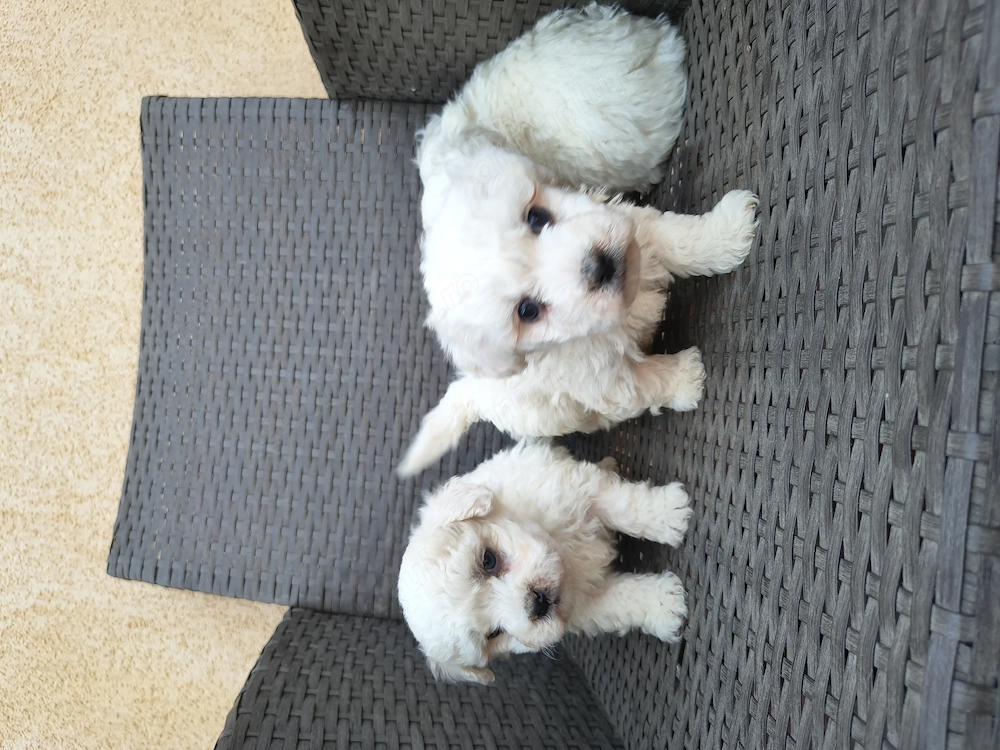 Căței Bichon Bologneze 