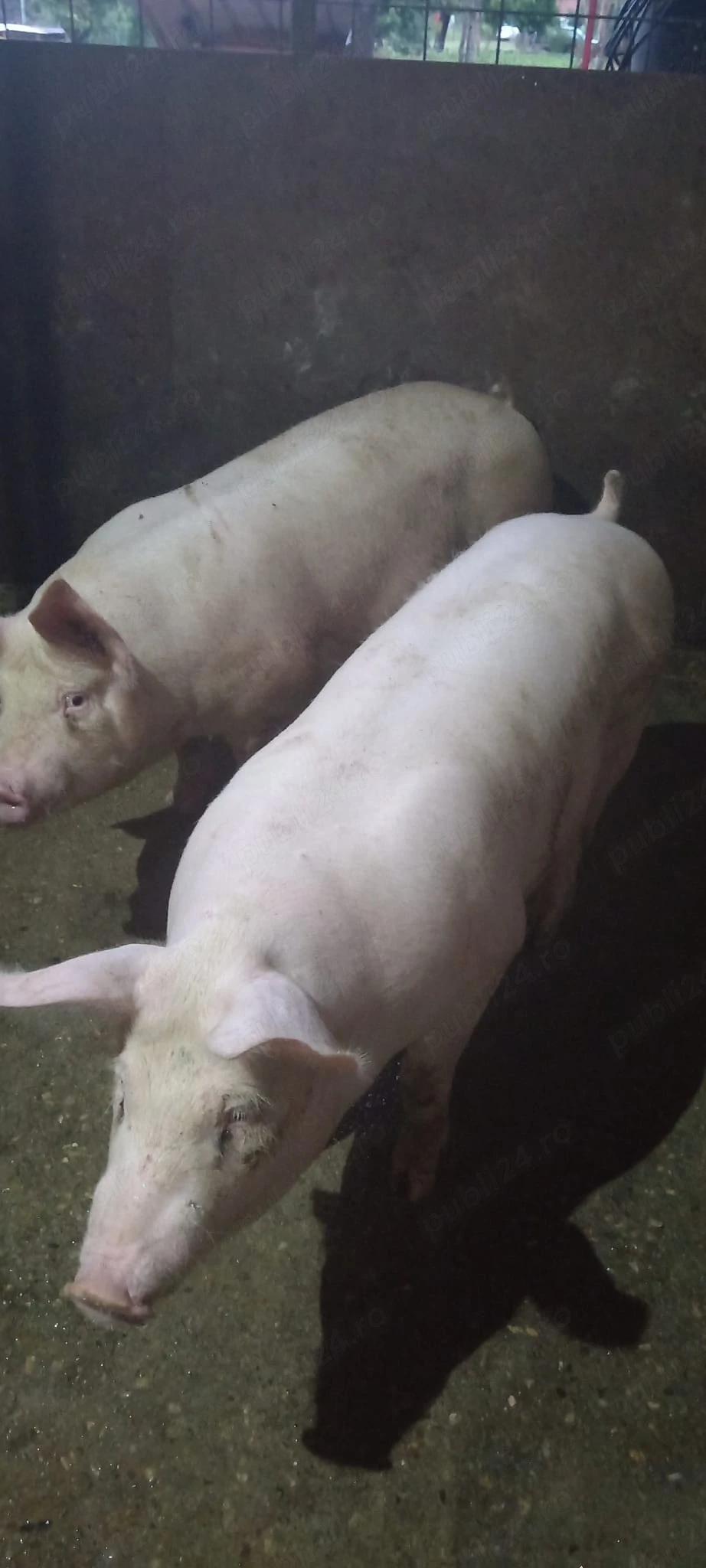 Porci, 80-130 kg
