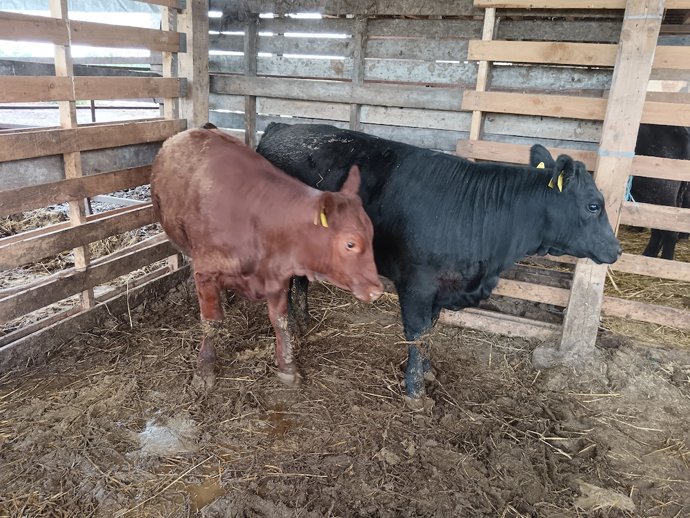 Vand doua vitele angus