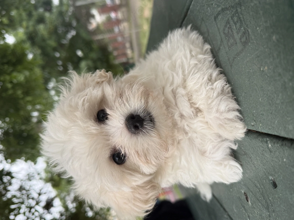 Bichon maltez Oradea 