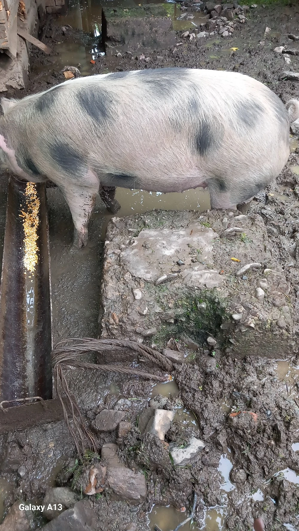 vînd un porc