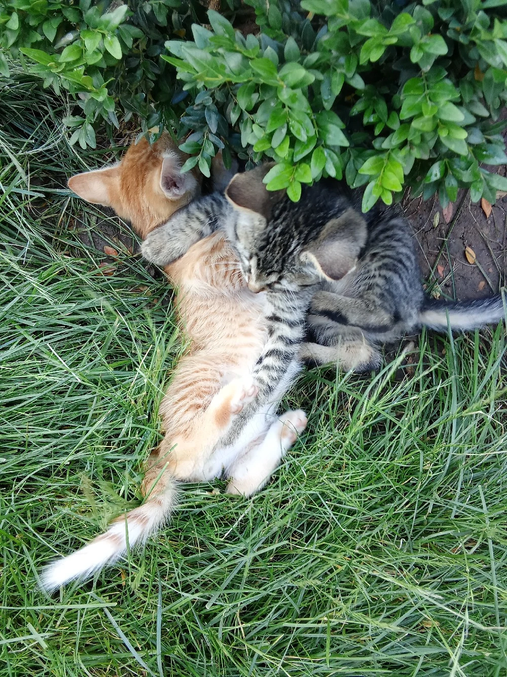 Ofer spre adopție 