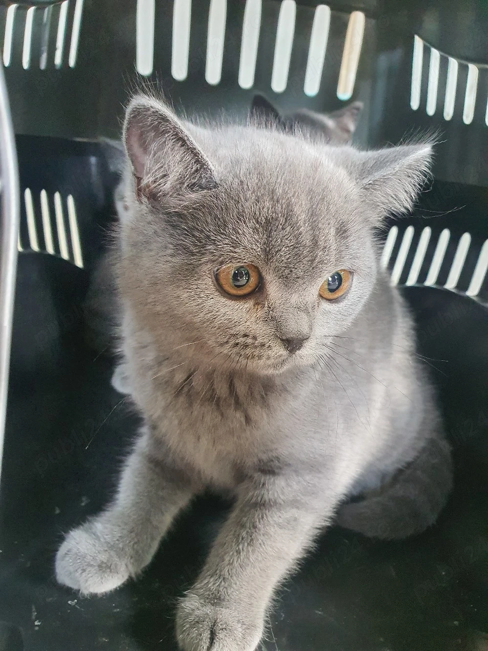 Pisoiași British shorthair blue 