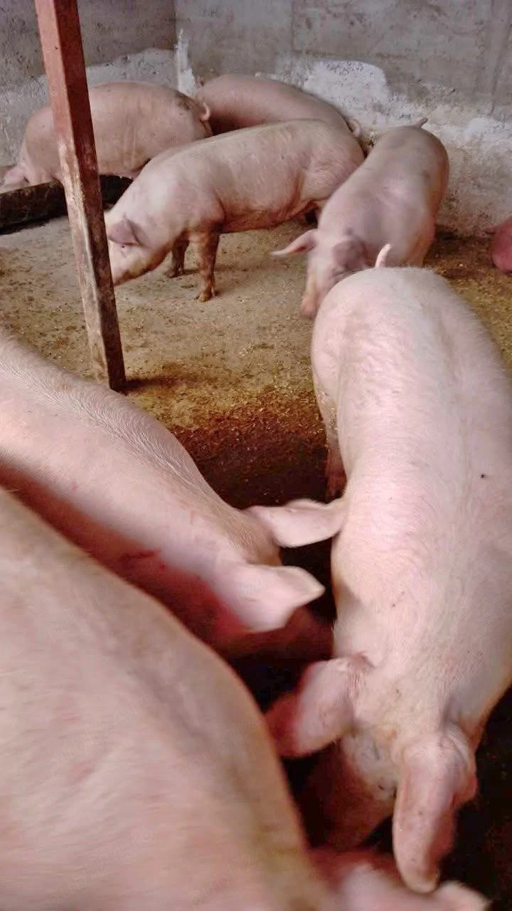 vand porci de carne 