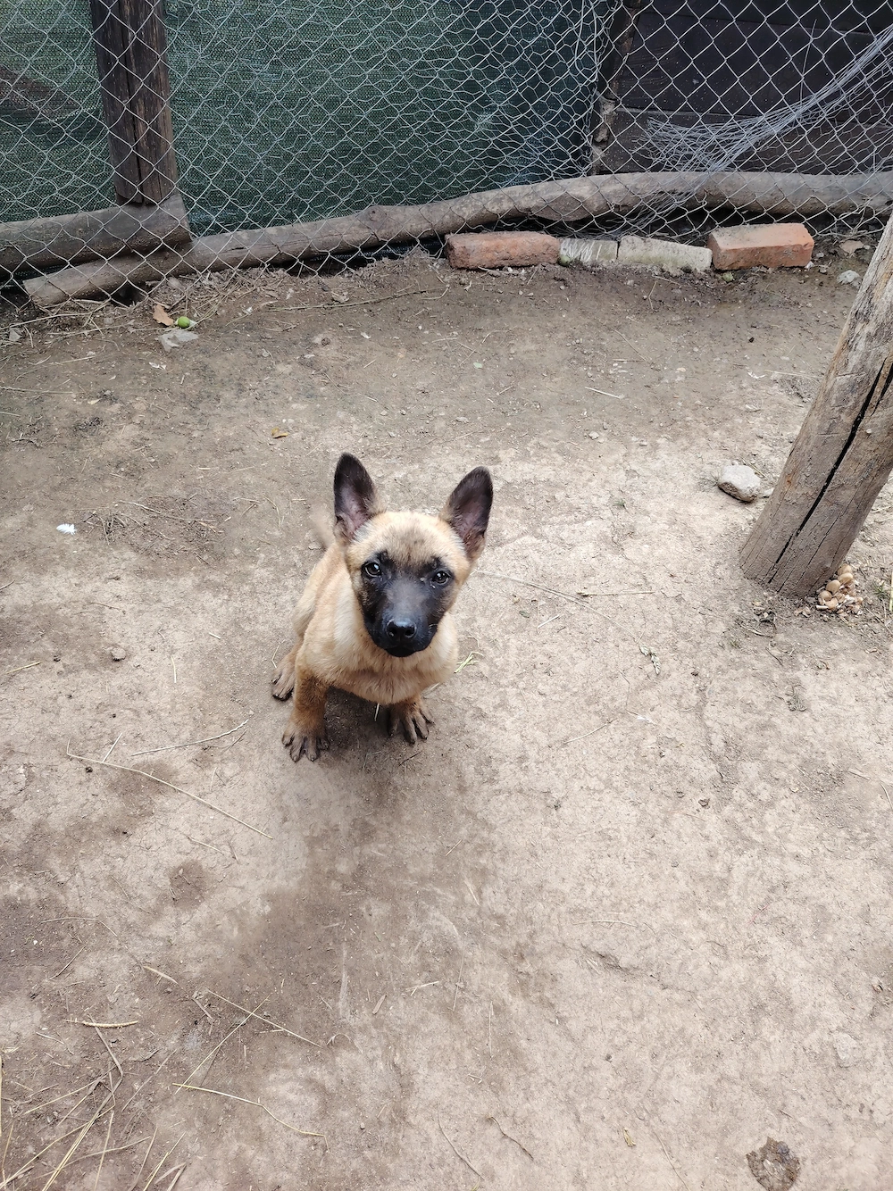 Ciobănesc belgian malinois de vanzare