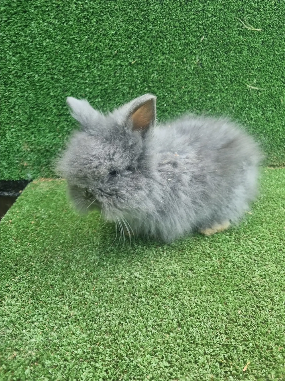 Iepurasi pitici pufosi de vanzare