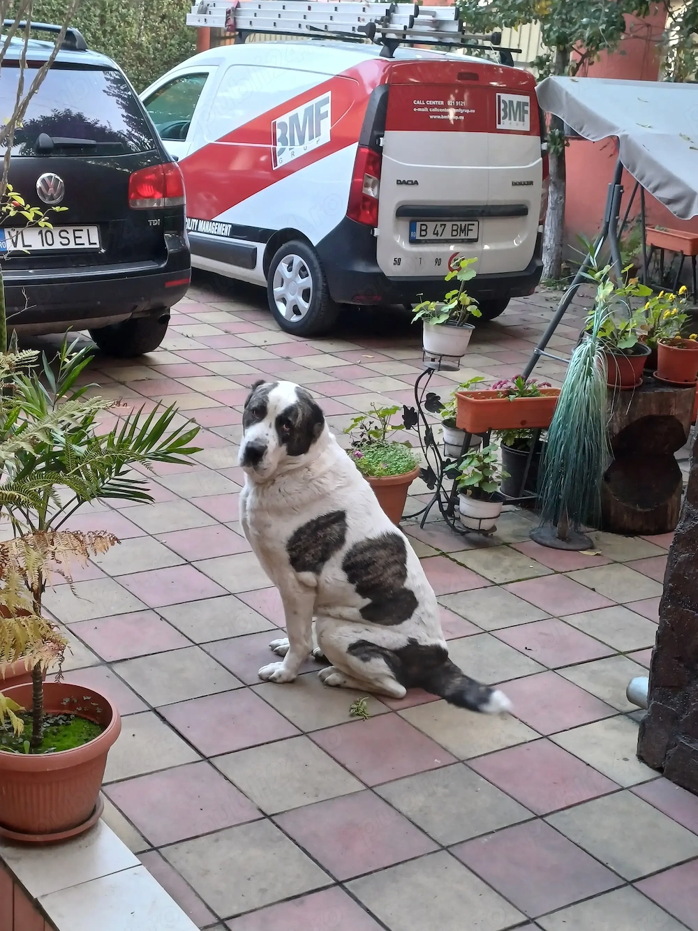 Vand Alabai Cățea,vărsta 3 ani si jumatate,nesterilizată