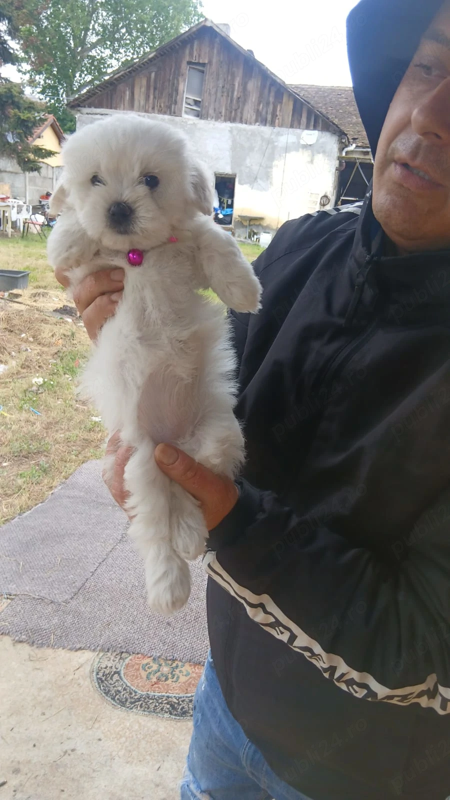Vând cățelușă bischon talie mica
