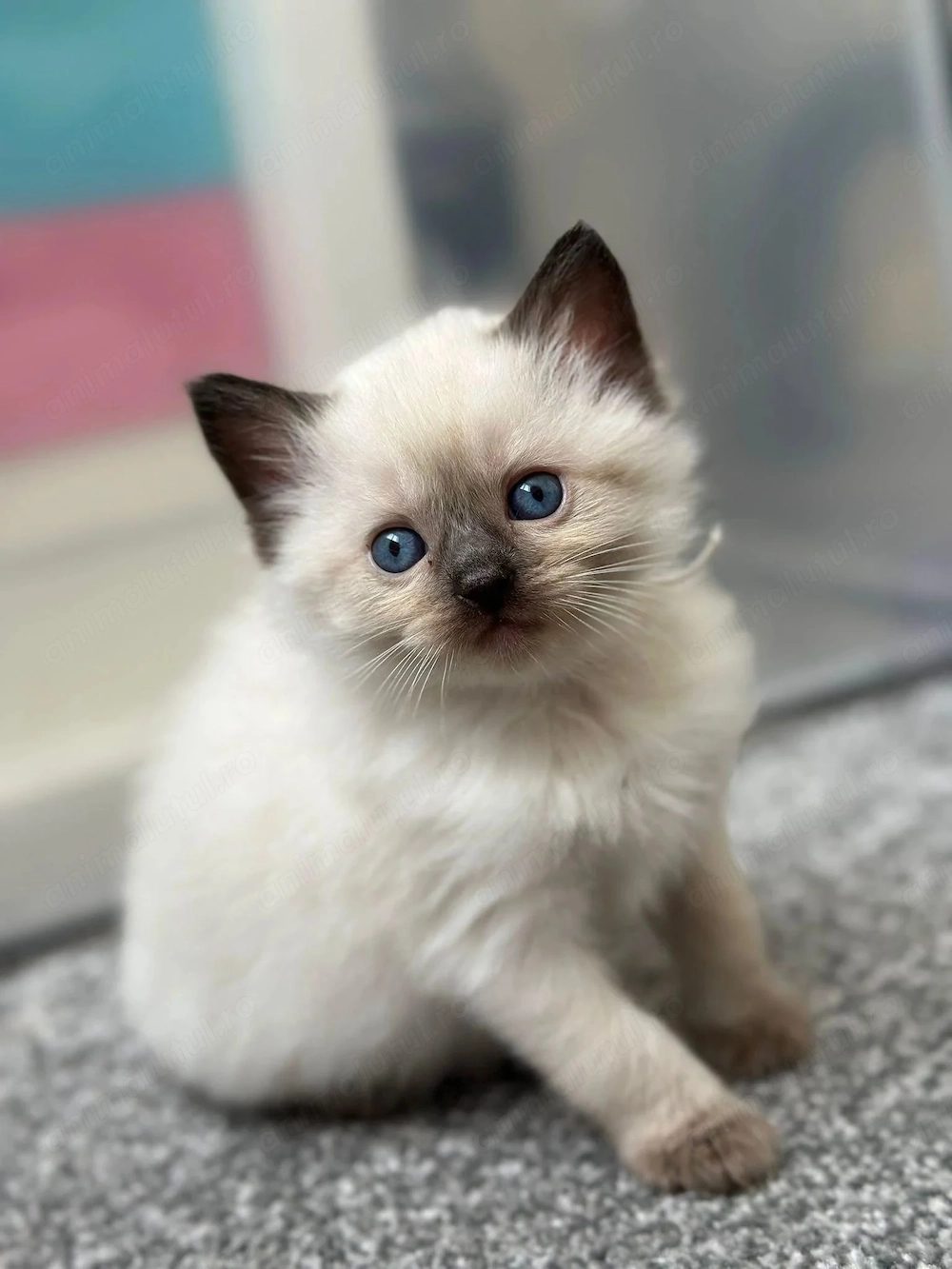 Fetita și baietel ragdoll