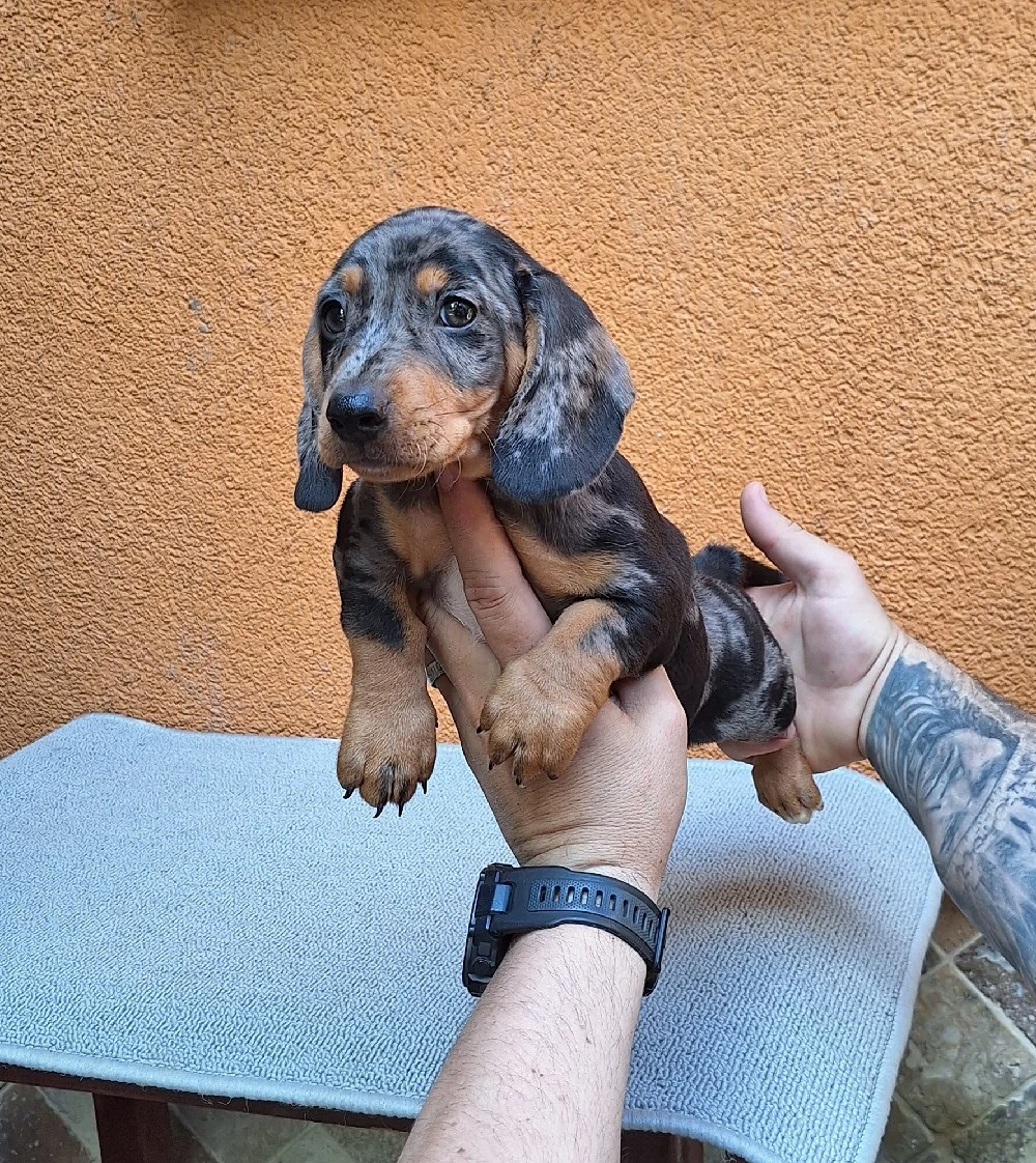 Căței teckel (arlequin).