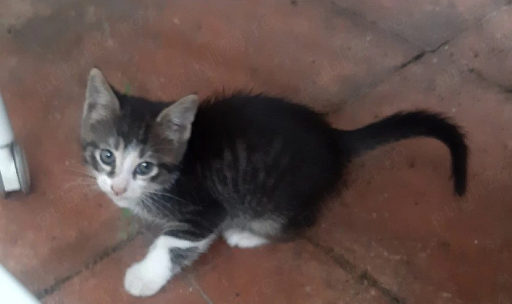 ofer spre adopție un motanel  pisicuță
