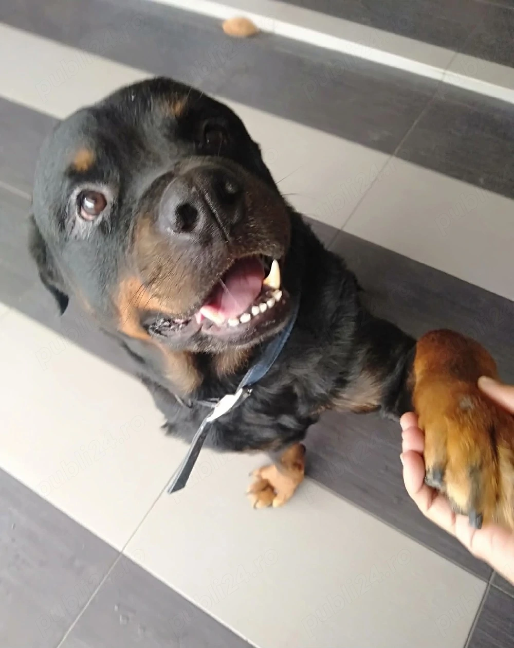 Pet Sitter Galati   Plimb caini, gazduiesc caini , pisici , pasari, rozatoare, soparle