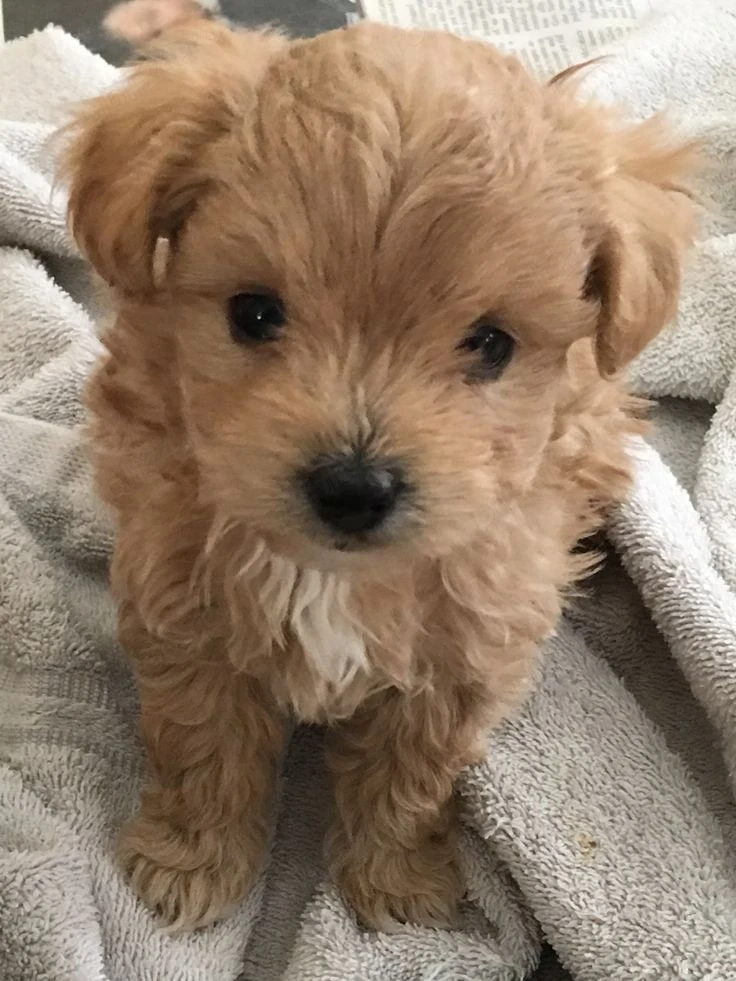 Maltipoo puiuți