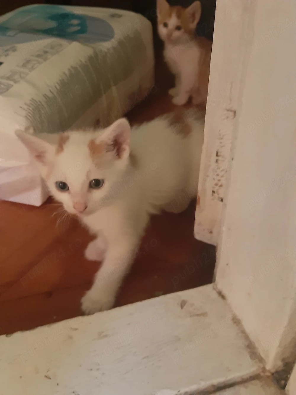 Dorim sa gasim casuta la 5 pui de pisica