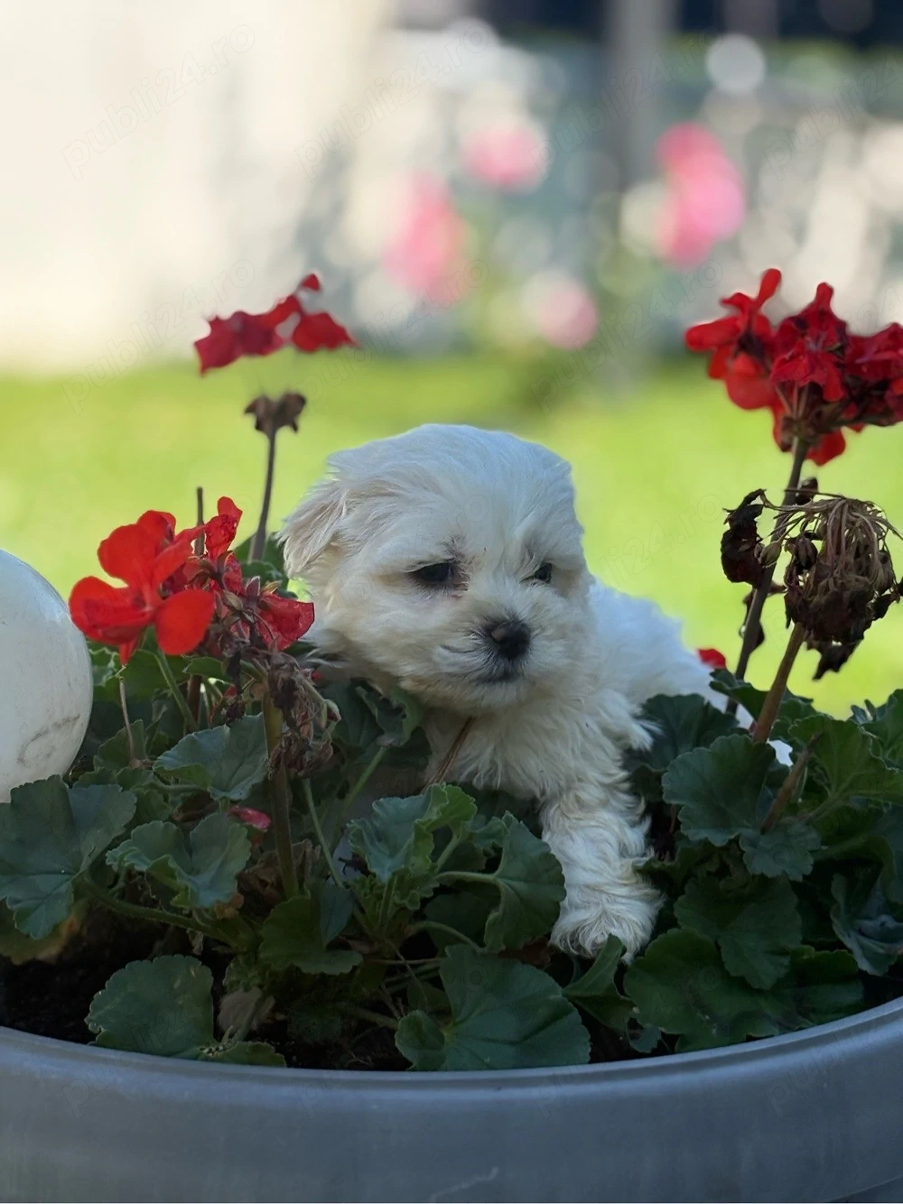 Bichon Maltez Mascul - 5 saptamani