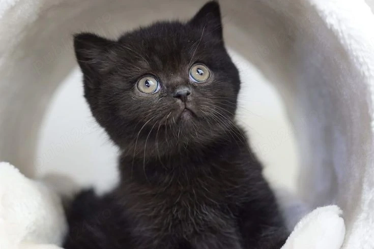 British shorthair pui